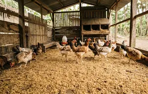 6 Bahan Alas Kandang Ayam yang Tidak Mudah Menggumpal saat Terkena Kotoran