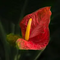 Ilustrasi Bunga Anthurium Credit: unsplash.com/Vikas