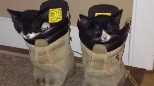 8 Potret Ini Buktikan Kucing Bisa Tidur di Mana Saja