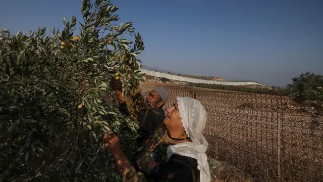Petani Palestina Panen Buah Zaitun