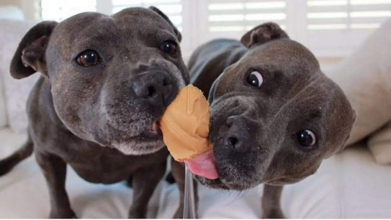 Sepasang Saudara Anjing Pitbull Bikin Jumat Sore Kamu Lebih Ceria