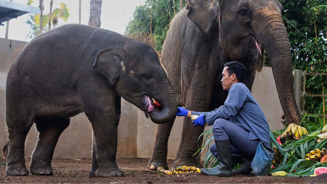 FOTO: Pesta Buah untuk Nurhayati dan Kama di Hari Gajah Sedunia