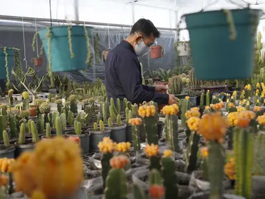 Seorang pria Peneliti dari Pyongyang Floriculture Institute meneliti dan membudidayakan kaktus dan bunga di Pyongyang, Korea Utara, DPRK (14/12/2020). (AP Photo / Jon Chol Jin)