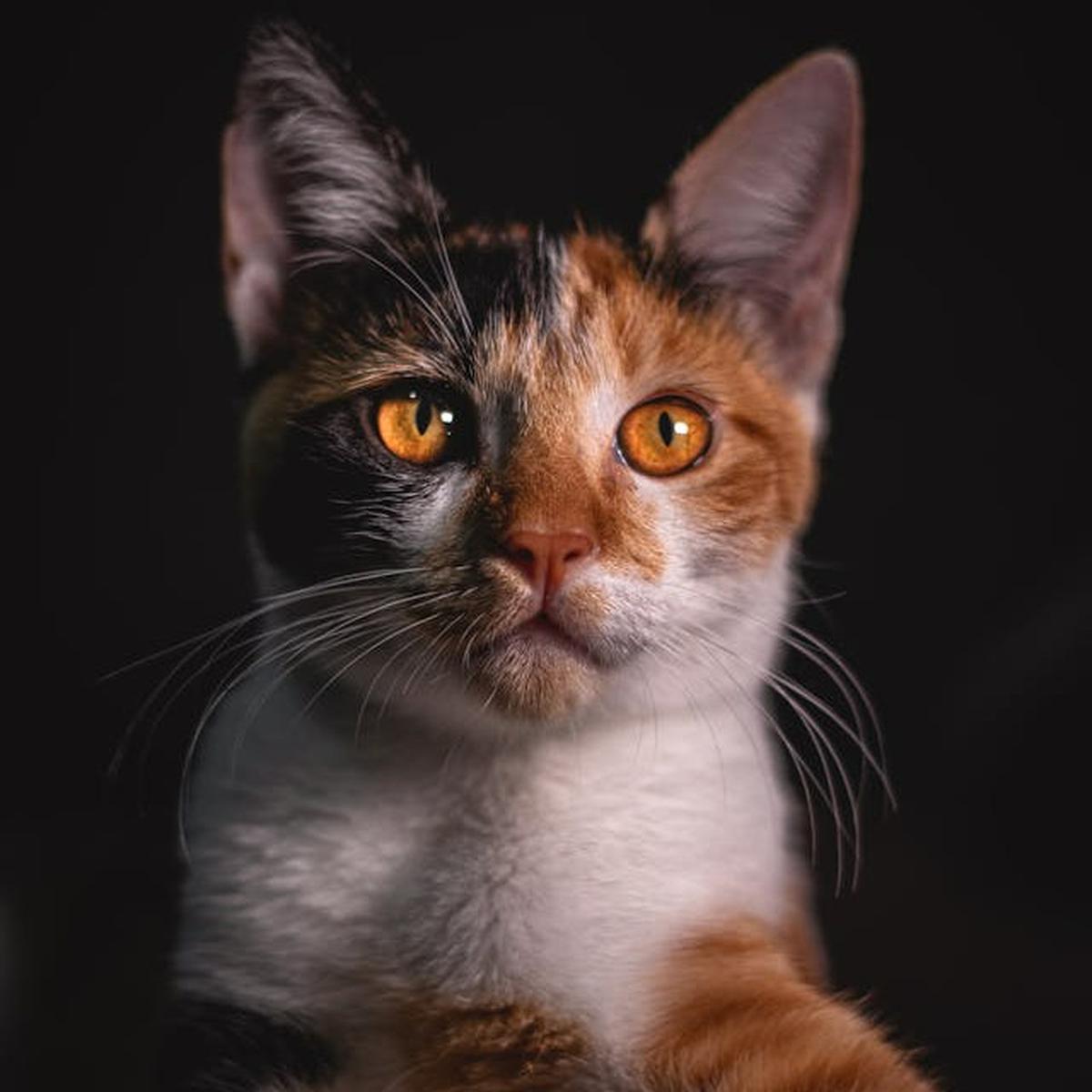 Ilustrasi Kucing Kembang Telon