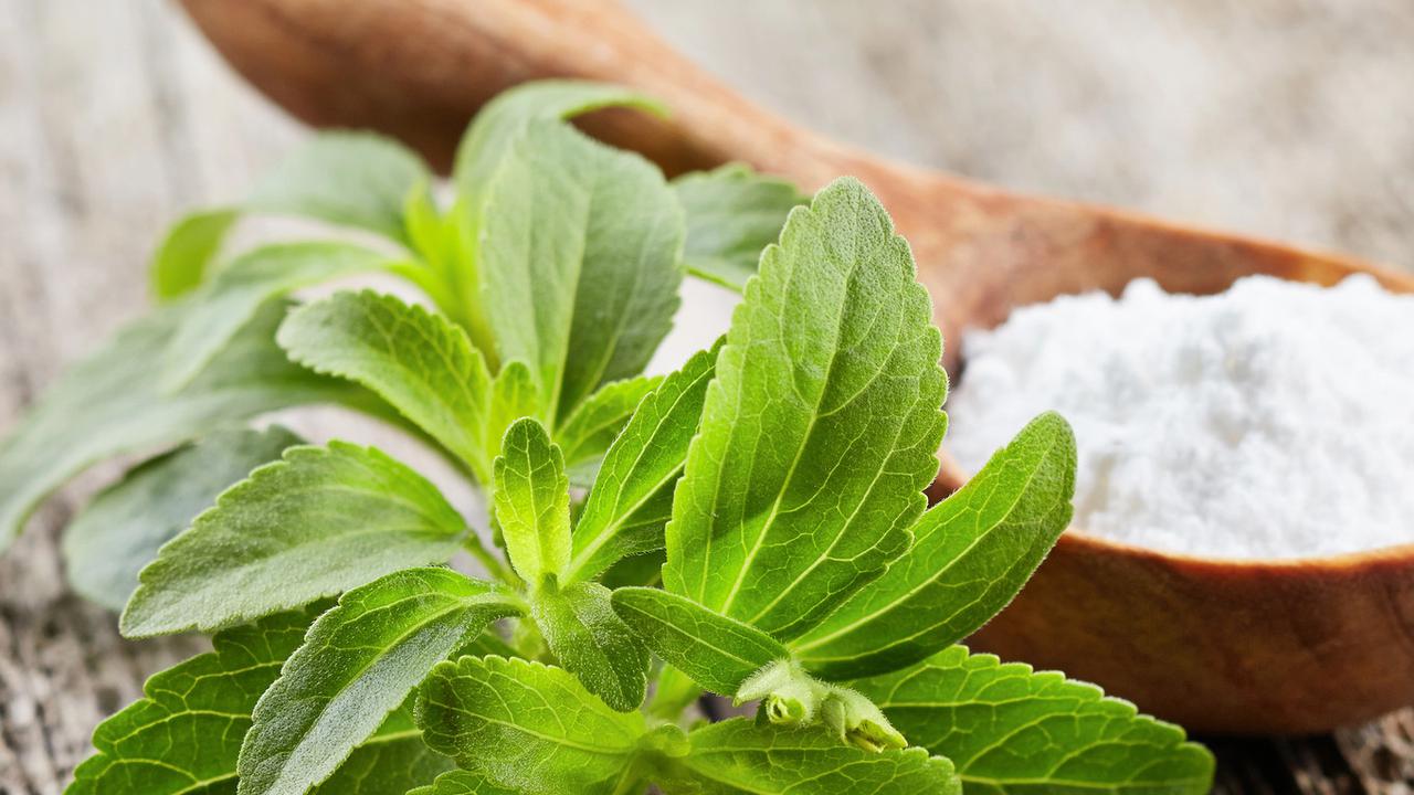 Stevia.