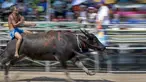 Aksi seorang joki yang memacu kerbaunya dalam festival balap kerbau di Chonburi, Thailand (26/10/2015). Festival tahunan itu diikuti puluhan petani di Chonburi untuk merayakan panen padi. (Reuters/Athit Perawongmetha)