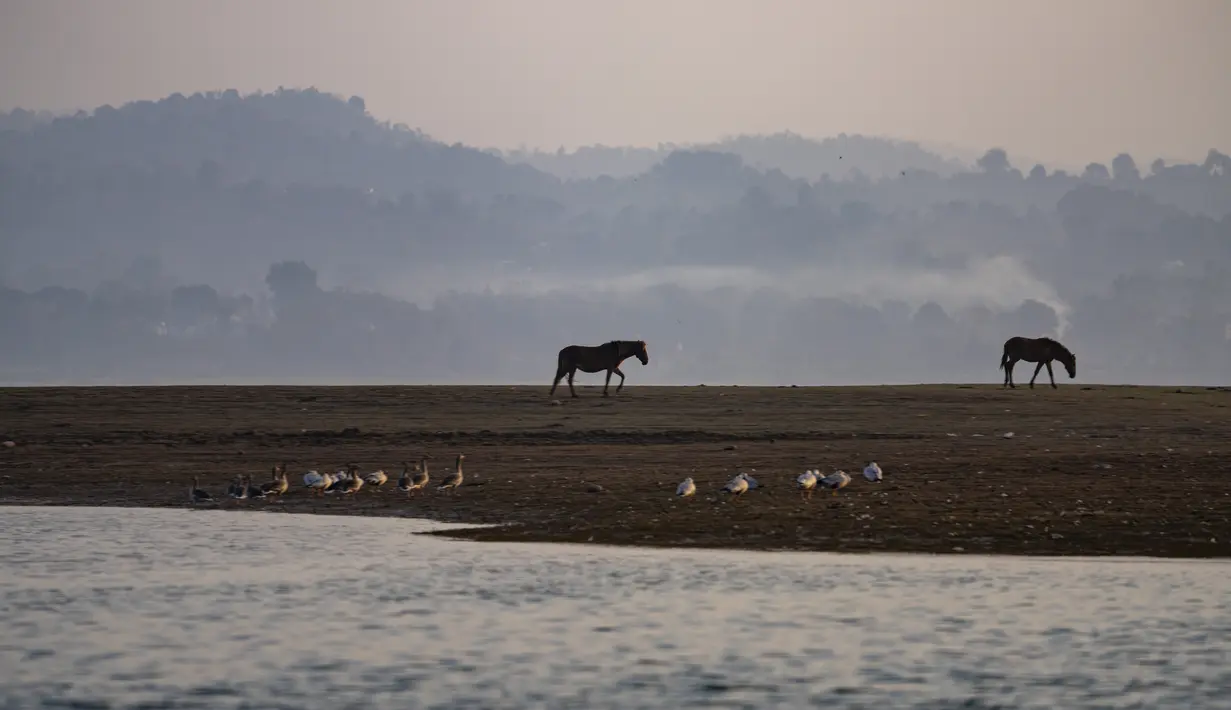 Angsa berkepala bar, yang bermigrasi di musim dingin dari Asia Tengah dan Tibet, terlihat di samping kuda di lahan basah Bendungan Pong di Nagrota Suriyan, sekitar 65 kilometer (40 mil) selatan Dharmsala, India, Selasa (15/2/2022). (AP Photo/Ashwini Bhatia)