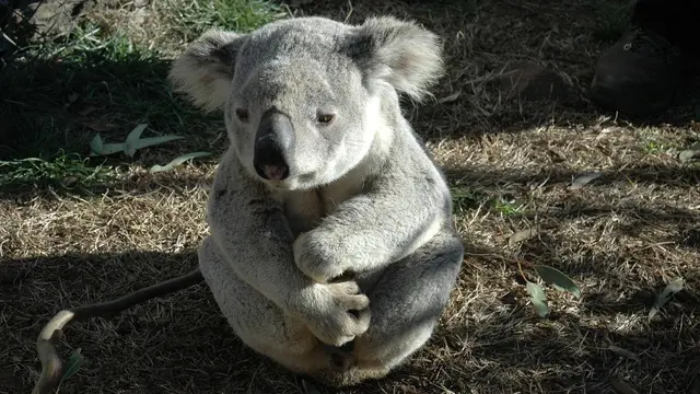 Ilustrasi koala (pixabay)