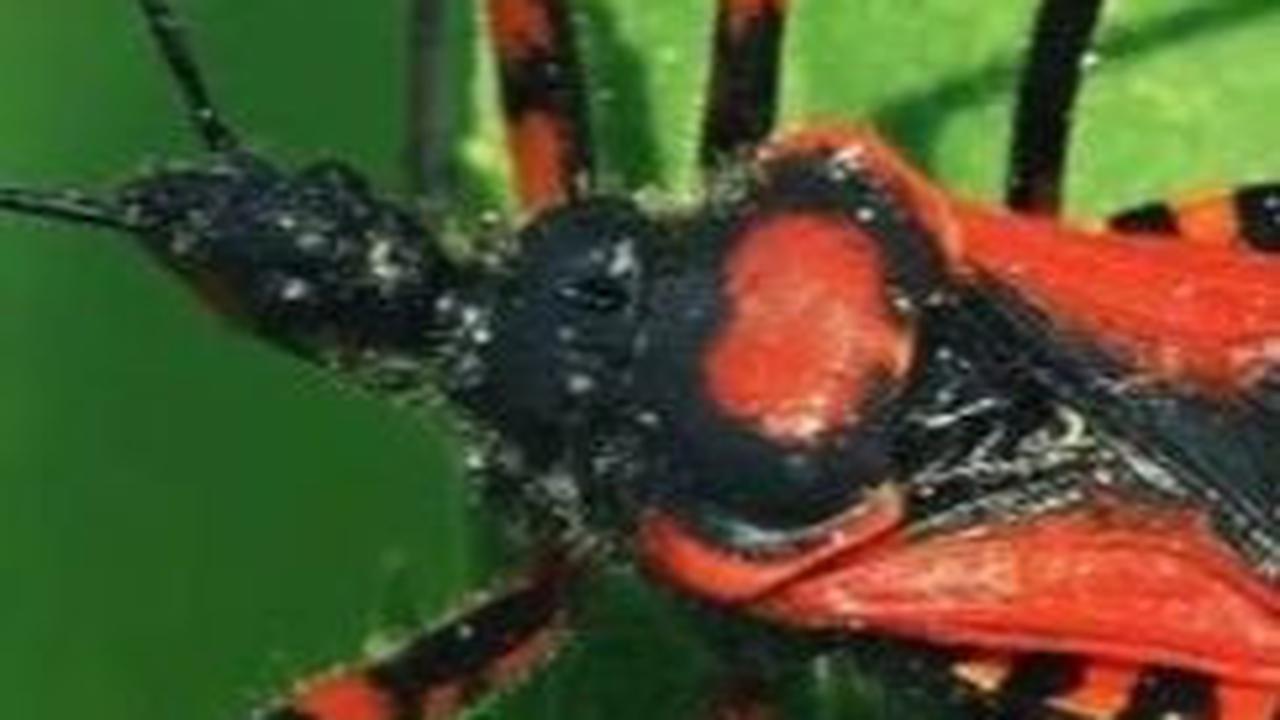 5. Kepik Predator