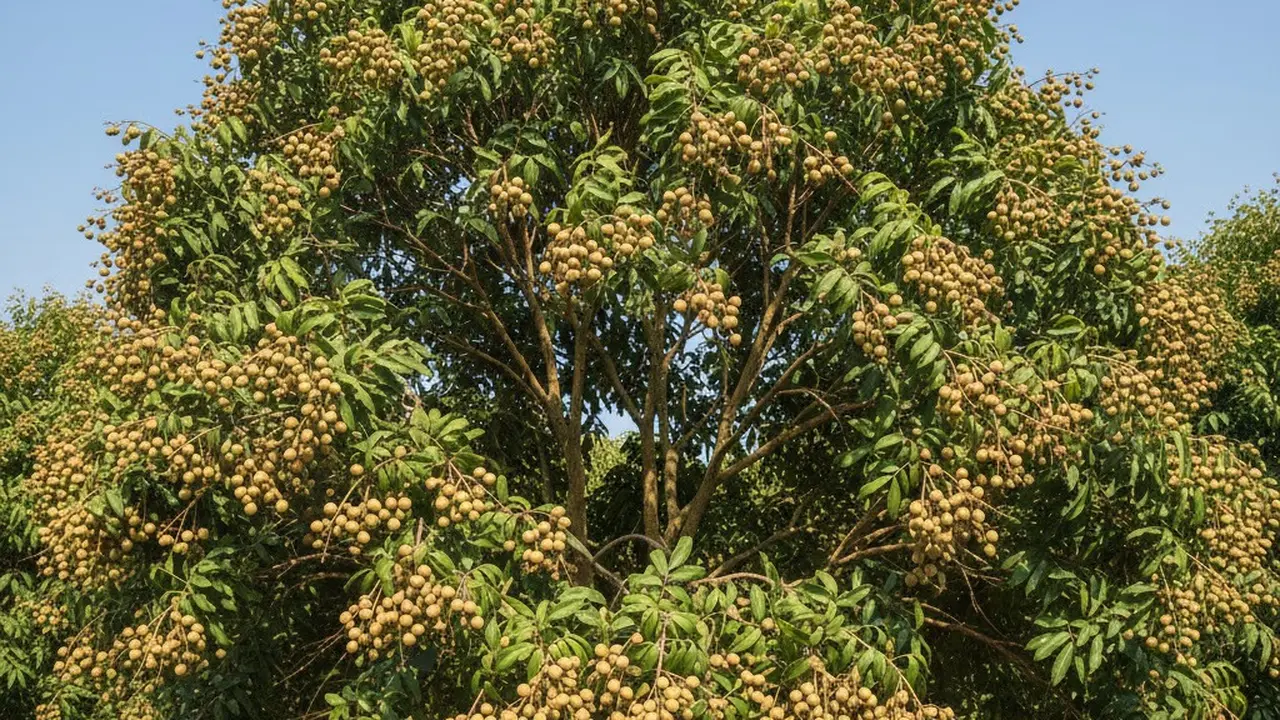 pohon kelengkeng