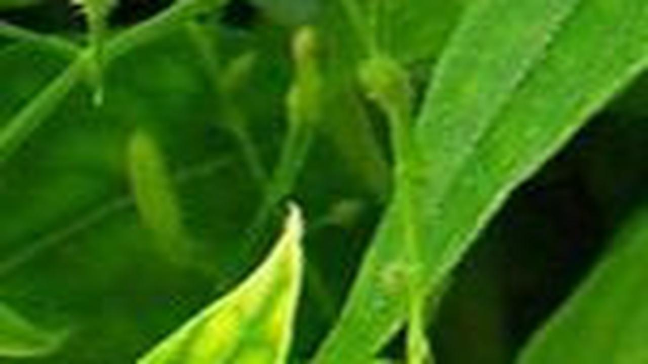 Menuju Indonesia Sehat, Sido Muncul Gencar Sosialisasi Manfaat Obat Herbal ke Praktisi Kesehatan di Palembang