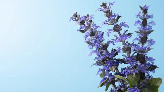 Ilustrasi bunga lavender/freepik.com/EyeEm