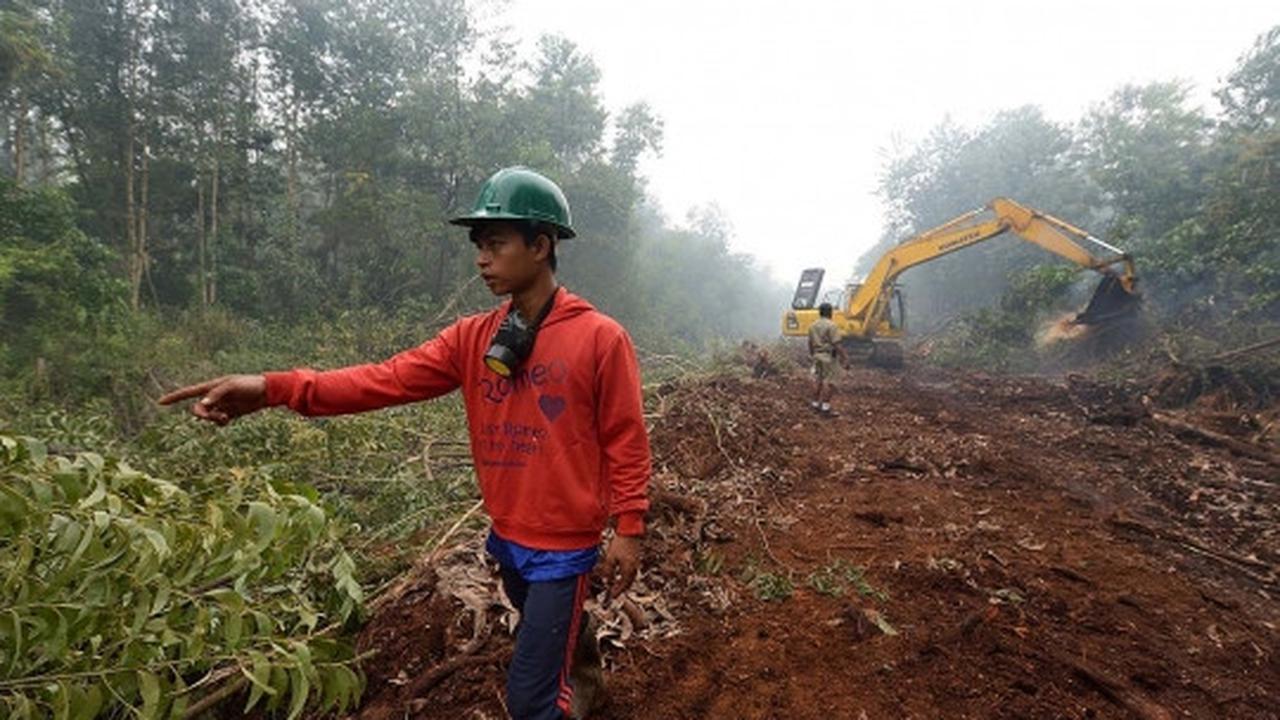 Kisah pekerja kebun kelapa sawit berjibaku padamkan kebakaran hutan