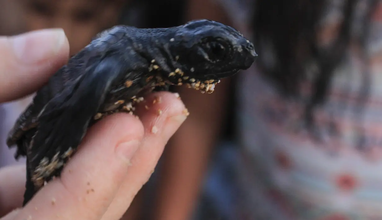Seorang pengunjung menunjukkan tukik yang akan dilepaskan di pantai al-Mansouri dekat kota Tyre, Lebanon selatan (31/7/2019). Pelepasan ratusan anak penyu ini bagian pelestarian hewan yang terancam punah. (AFP Photo/Mahmoud Zayyat)