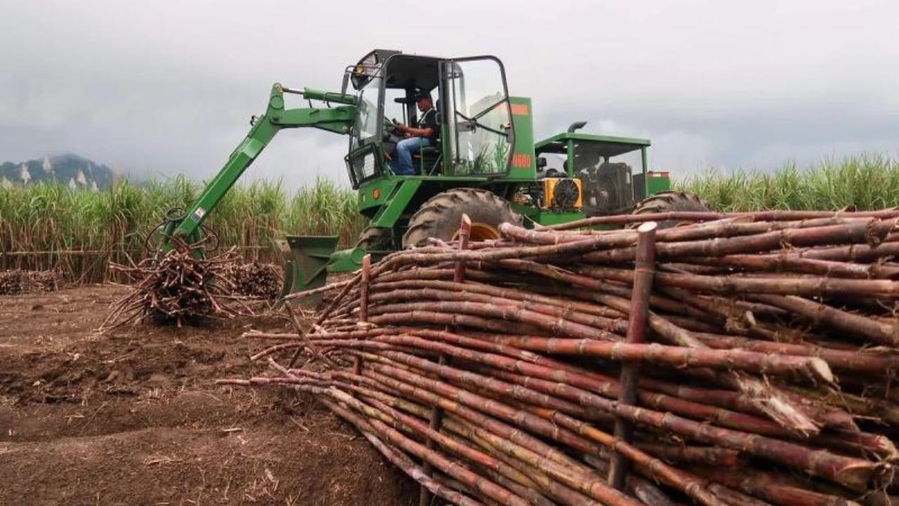 APTRI: SGN, Danantara, dan PIR Beri Harapan Baru Penyerapan Gula Petani, Stabilkan Harga Pasar