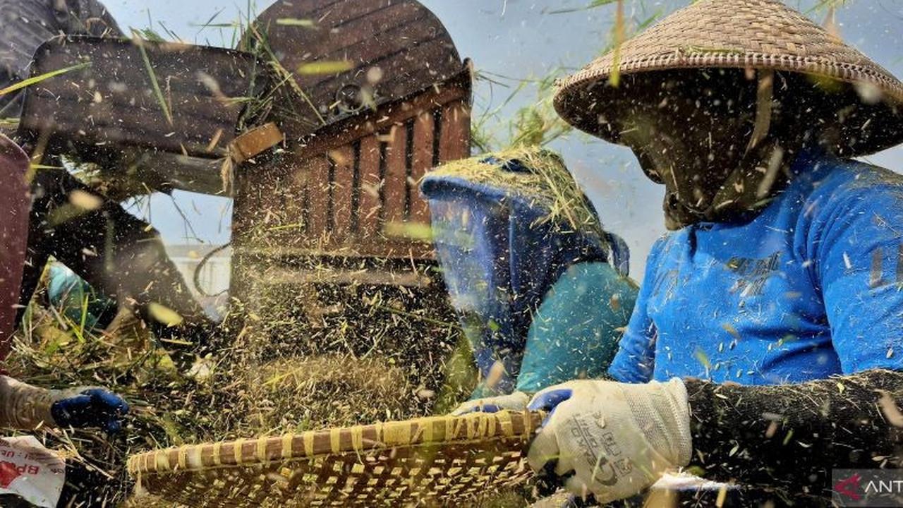 Menggapai Swasembada Beras Sumedang: Strategi Menjaga Ketahanan Pangan Regional