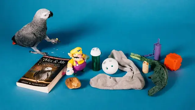 Apollo, burung beo abu-abu Afrika berusia 4 tahun pecahkan rekor dunia dari Guinness World Record. (Dok Guinness World Records)