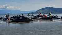 Sejumlah relawan mencoba membantu menyelamatkan ikan paus pilot yang terdampar di Farewell Spit, Selandia Baru (11/2). Peristiwa ini disebut sebagai salah satu insiden terdamparnya ikan paus terburuk yang tercatat di negara itu. (AFP/Marty Melville)