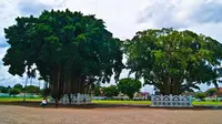 7 Mitos Pohon dan Makhluk Gaib yang Menghuninya