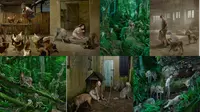 7 Anak Manusia yang Dibesarkan oleh Anjing dan Serigala