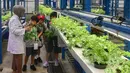 Sebagai informasi, kebun vertikal ini menanam berbagai jenis sayuran, seperti selada dan basil, dengan hasil mencapai 2 ton. Tampak dalam foto, pelajar dari salah satu sekolah dasar menyimak penjelasan terkait pola dan sistem pertanian hidroponik di Ladang Farm, Lebak Bulus, Jakarta, Kamis (30/4/2026). (merdeka.com/Arie Basuki)