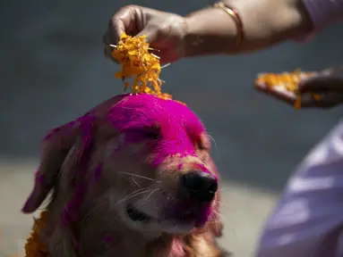 Perempuan Nepal meletakkan kelopak bunga marigold pada seekor anjing polisi selama perayaan festival Tihar di sebuah divisi kennel di Kathmandu, Rabu (3/11/2021). Anjing disembah untuk mengakui peran mereka dalam memberikan keamanan selama hari kedua festival Tihar. (AP Photo/Niranjan Shrestha)