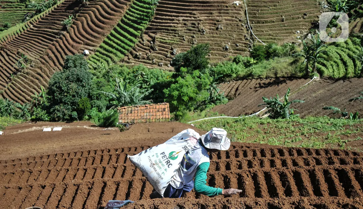 Aktivitas petani saat melakukan perawatan tanaman bawang merah di lahan pertanian berkonsep terasering, Desa Sukasari Kidul, Kecamatan Argapura, Kabupaten Majalengka, Jawa Barat, Sabtu (29/1/2022). (merdeka.com/Iqbal S Nugroho)