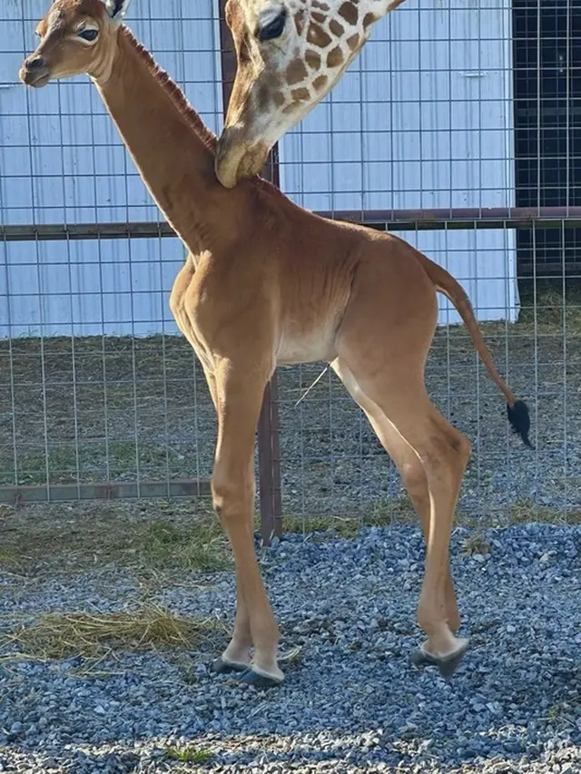 Jerapah