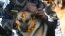 Personel kepolisian Nepal memberikan kalung bunga dan bubuk merah di dahi anjing polisi selama perayaan festival Tihar di Kathmandu, Selasa (6/11). Dalam kepercayaan Hindu, anjing adalah perantara untuk Yamaraj atau Dewa Kematian. (PRAKASH MATHEMA/AFP)