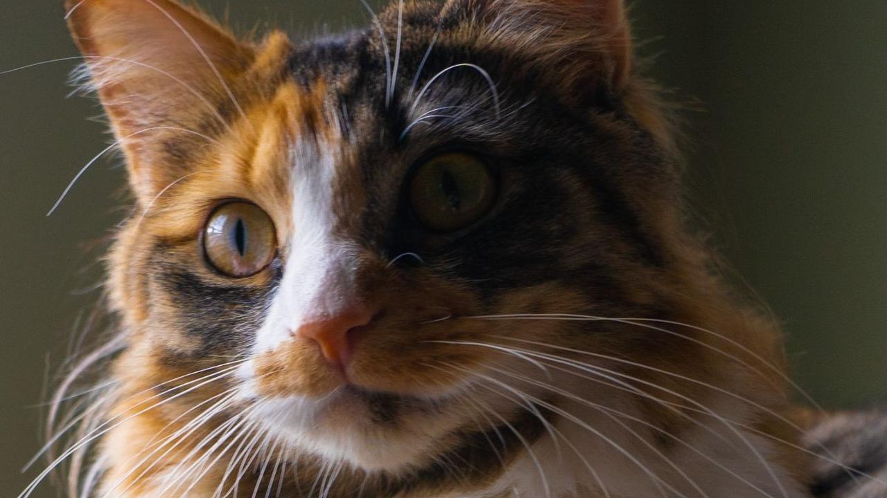 Mitos Kucing Ekor Bengkok, Disebut Miliki Kemampuan Supranatural