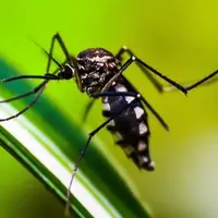 arti mimpi banyak nyamuk ©Ilustrasi dibuat AI