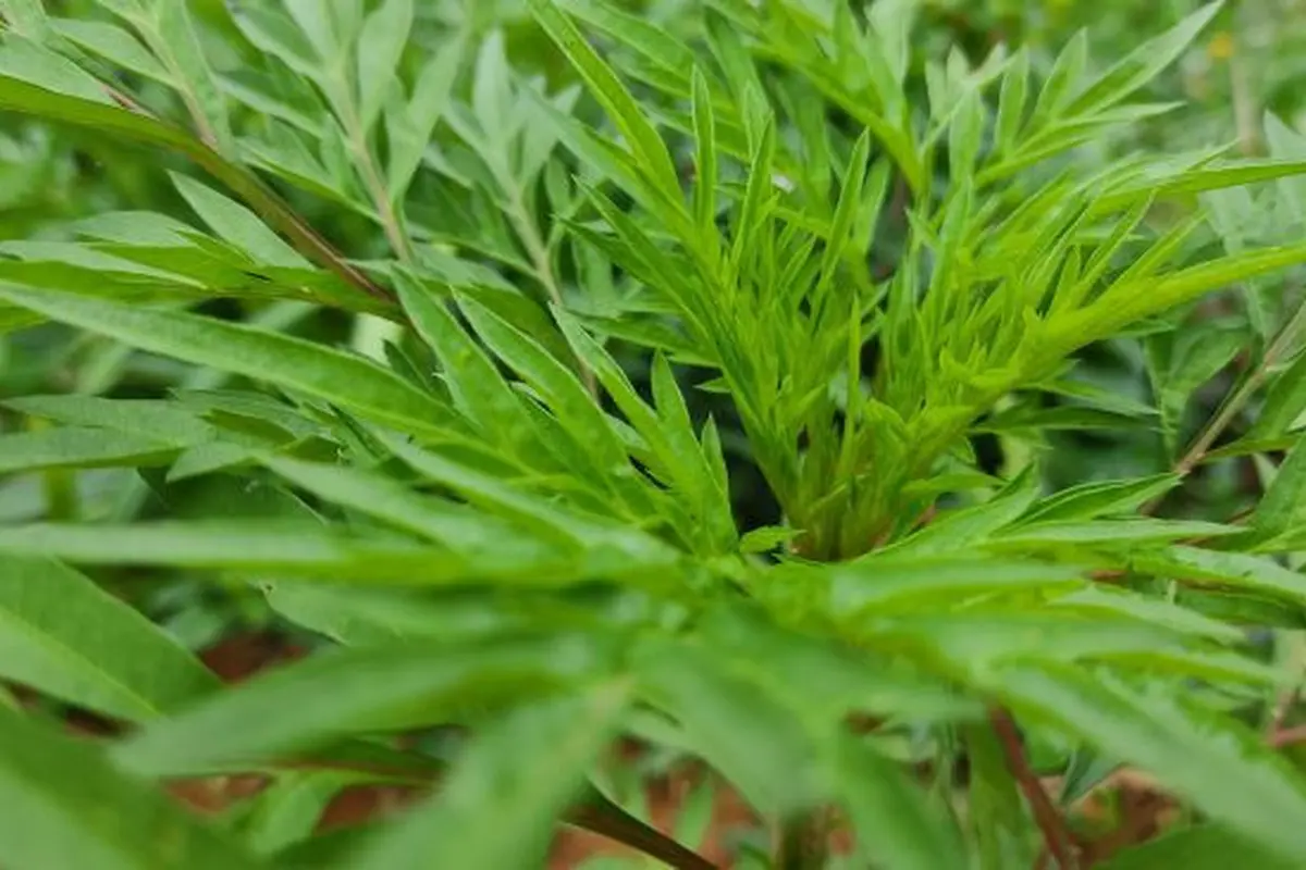 Daun Kenikir (Credit: Isaac Caires/Pexels).