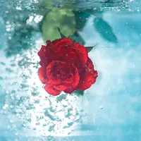 Ilustrasi air mawar (Foto: Unsplash.com/Jamie Street)