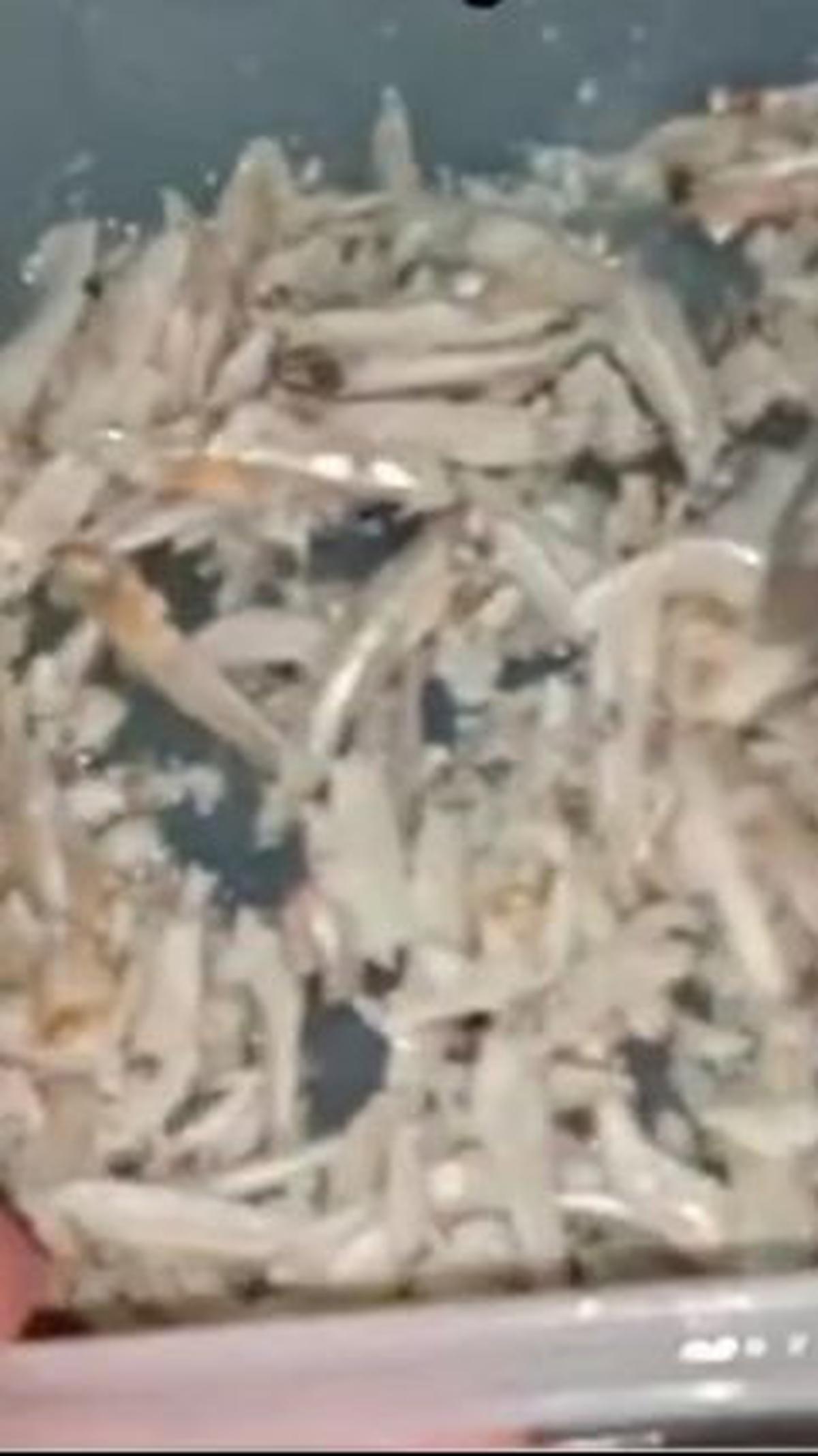 Ikan Teri Tidak Keasinan Lagi