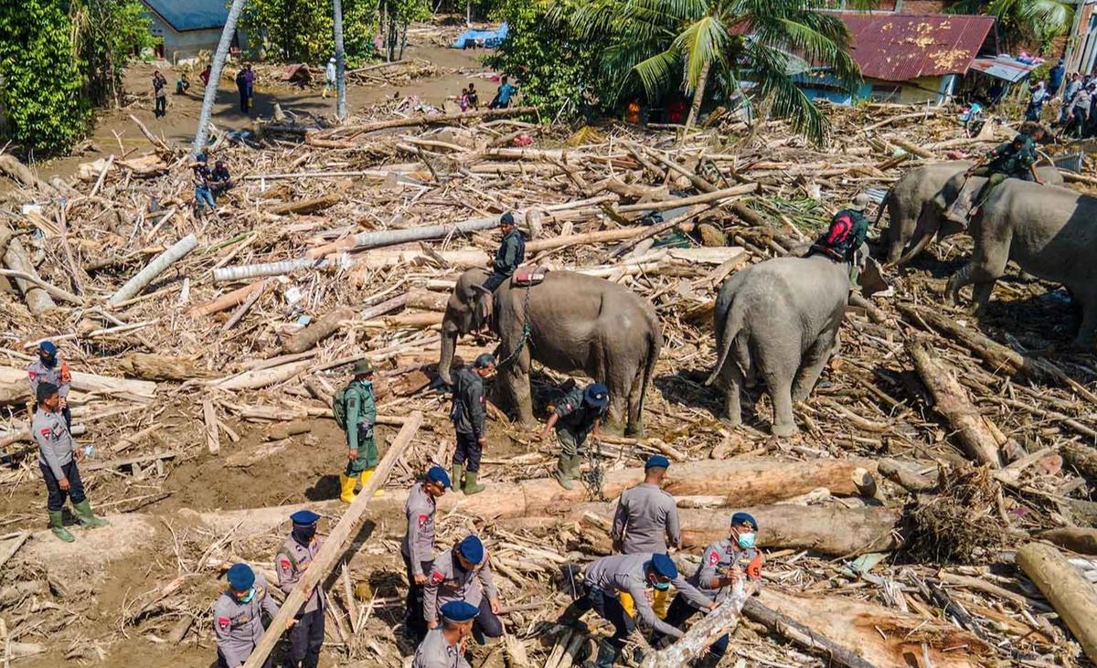 FOTO: Gajah Sumatra Dikerahkan Bantu Evakuasi Pascabanjir Bandang di Pidie Jaya