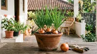 Cara Menanam Bawang Bombay dalam Pot buat Stok Dapur Sendiri