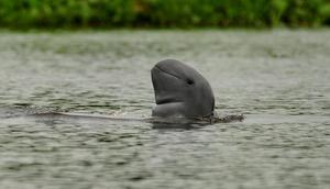 Pertamina Melestarikan Pesut Mahakam Melalui Program Konservasi Endemik Guna Wujudkan SDGs/Istimewa.