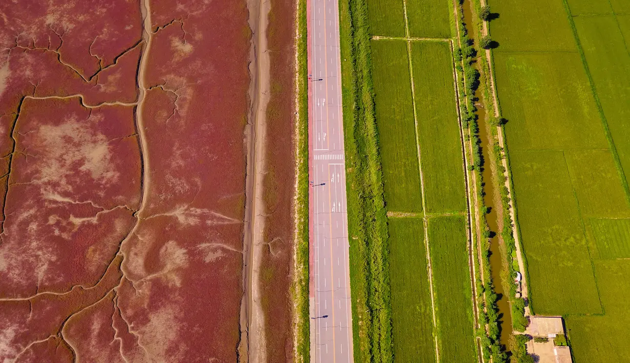 Pemandangan Pantai Merah (kiri), dinamakan demikian karena tanaman suaeda salsa yang tumbuh di lanskap rawa, di Panjin, provinsi Liaoning timur laut China (27/8/2021). Pantai ini bukanlah seperti pantai pada umumnya yang memiliki hamparan pasir, hanya lahan basah luas berlumpur. (AFP/STR)