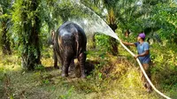 Gajah betina terakhir di kantong Rokan Hilir disemprot setelah dievakuasi dari habitat terakhirnya. (Liputan6.com/Dok BBKSDA Riau)