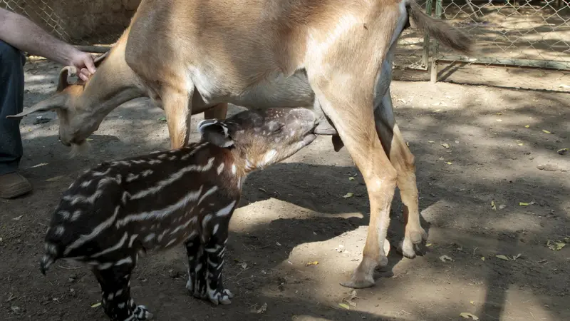 20160415- Anak Tapir Menyusu Pada Kambing-Reuters