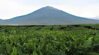 Taman Nasional Kerinci Seblat (Foto: Fransisca Noni, peneliti Fauna &amp; Flora International)