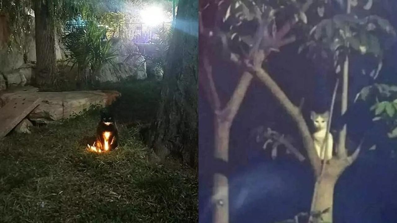 6 Momen Kucing Bikin Kaget Ini Nyeleneh Banget, Bikin Tepuk Jidat