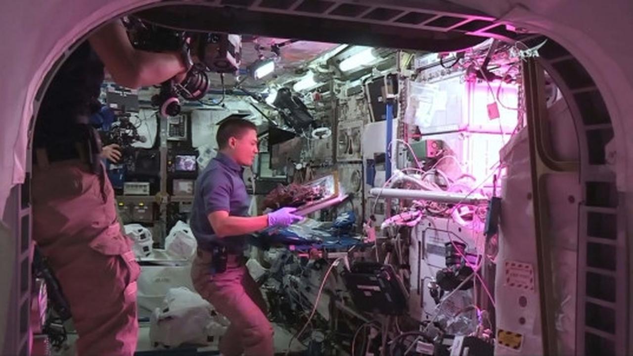 Mengintip astronot makan sayuran hasil tanam di luar angkasa