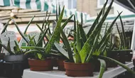 Pekarangan Terasa Gersang saat Kemarau? Ini 10 Tanaman yang Mudah Dirawat di Rumah