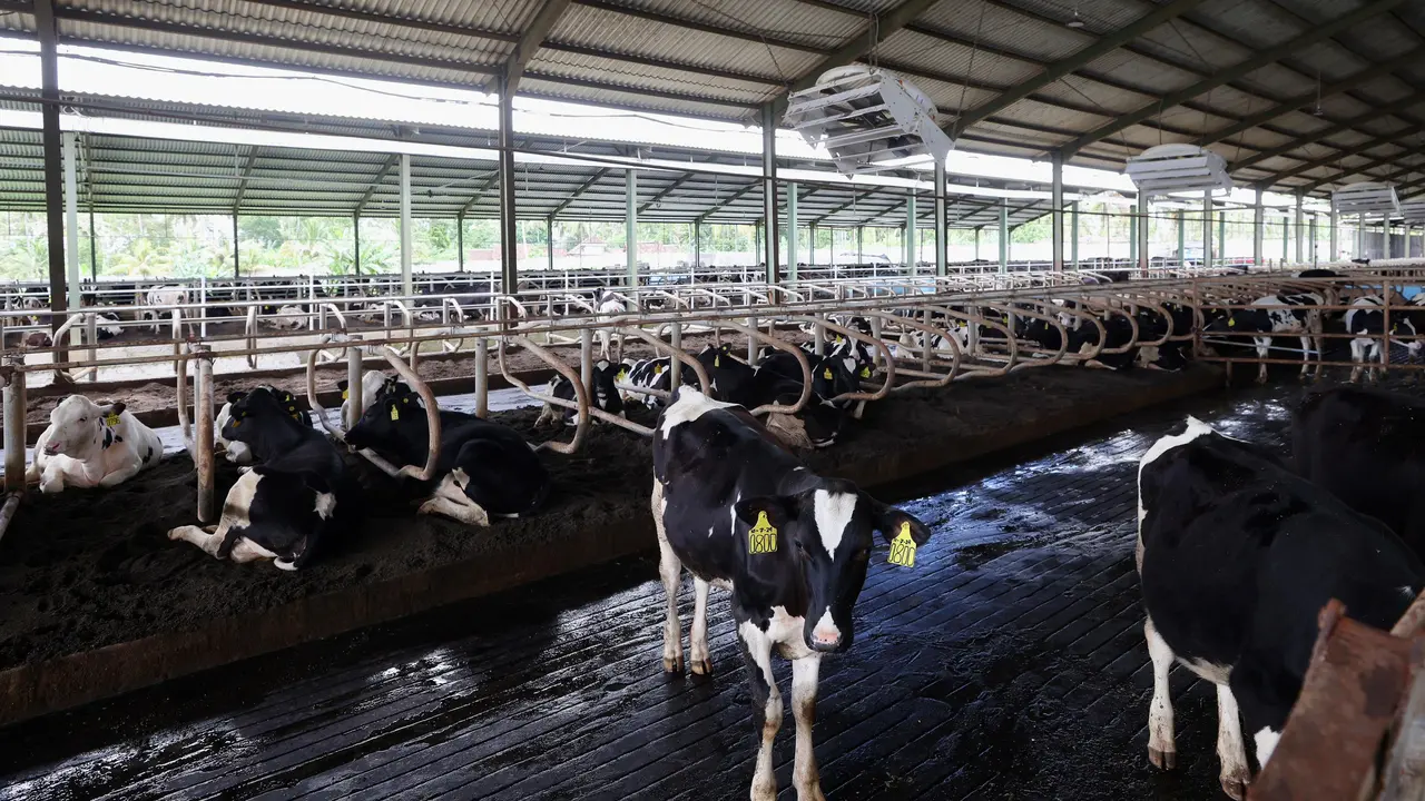 Peternakan di Banyuwangi Mampu Produksi Susu Sapi Segar 32 Ton/Hari