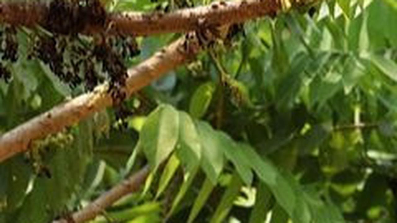 3. Kekebalan Tubuh yang Ditingkatkan oleh Daun Belimbing Wuluh