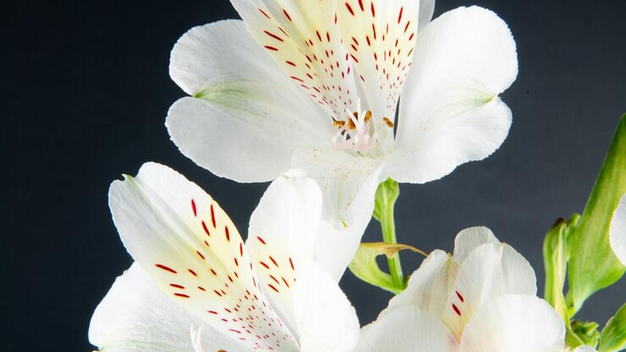 Parfum pria
