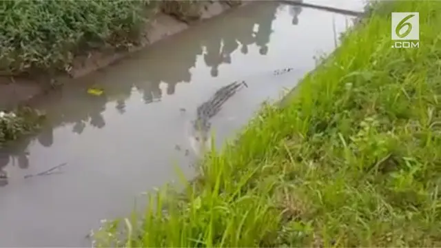 VIDEO: Geger, Warga Lampung Temukan Buaya di Selokan