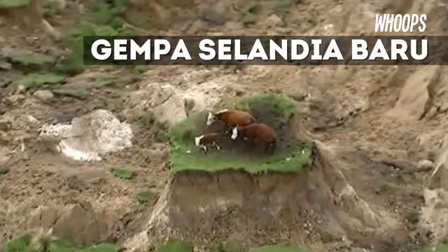 Gempa di Selandia Baru memorak-porandakan kawasan perbukitan. Di tengah kondisi bukit yang berantakan ada kawanan sapi terjebak