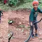 Aksi Bocah Santai Taklukkan Ular King Kobra Raksasa Ini Viral (Sumber: Twitter/ns_subhash)